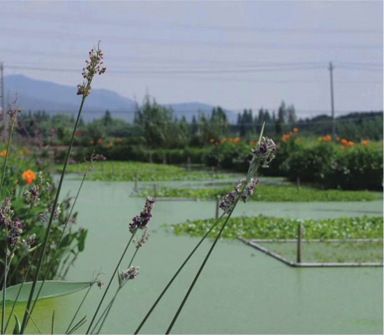 湖州市高新區(qū)沈溇村養(yǎng)殖尾水生態(tài)治理工程1.jpg